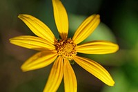 Woodland Sunflower. Free public domain CC0 photo.