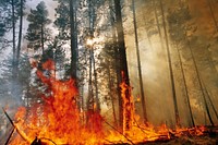 Prescribed fire burn, Colville National Forest. Original public domain image from Flickr