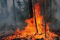 Prescribed fire burn, Colville National Forest. Original public domain image from Flickr