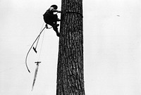 logging, tree topper. Original public domain image from Flickr