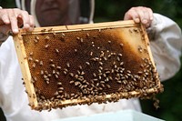 Charlie Brandts, a White House carpenter as well as beekeeper, collects the first batch of honey from the beehives on the South Lawn of the White House, June 10, 2009.