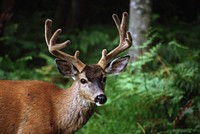 Deer in the wood with wildlife. Original public domain image from Flickr