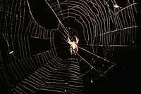 Spider and web. Original public domain image from Flickr