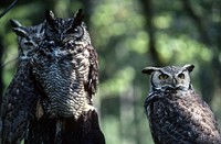 Pair of Great horned owls. Original public domain image from Flickr