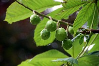 Croxteth Country Park - Conkers!This little set isn't a part of my 365, but as I'm now pro I might as well upload some more photos!We passed a chestnut tree, so it would be rude not to snap. Original public domain image from Flickr