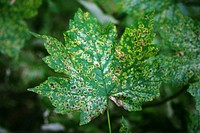 Croxteth Country Park - spotty leaf