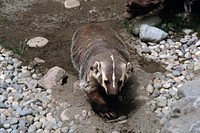 Badger is on the ground, wildlife. Original public domain image from Flickr