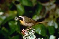 Common yellowthroat. Original public domain image from Flickr