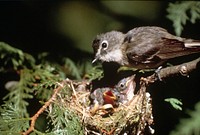 Vireo with chicks. Original public domain image from Flickr