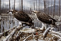 Pair of Osprey in Nest. Original public domain image from Flickr