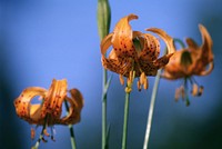 Tiger Lilies.jpg. Original public domain image from Flickr