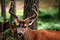 Deer is staring, wildlife. Original public domain image from Flickr