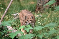 Bobcat, wildlife. Original public domain image from Flickr