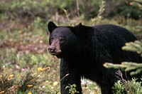 Black Bear in the blossom field. Original public domain image from Flickr