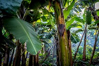 Banaa trees forest in Uganda. Free public domain CC0 photo.