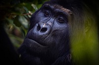 Gorilla's face closeup, animal background. Free public domain CC0 photo.