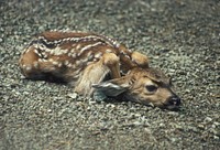 A fawn lies on a forest road, Olympic National Forest. Please be careful driving on forest roads! Wildlife are often caught unaware, especially in the spring when babies are young. Original public domain image from Flickr