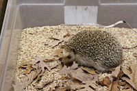 Hedgehog. Original public domain image from Flickr