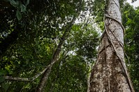 Tall trees, low angle view. Free public domain CC0 photo.