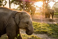 Elephant, wildlife background. Free public domain CC0 photo.