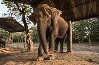 Elephant shelter, wild animal background. Free public domain CC0 photo.