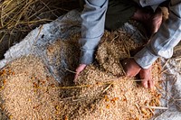 Worker preparing elephant feed. Free public domain CC0 photo.