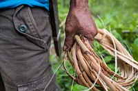 Workers harvesting rattan. Free public domain CC0 photo.