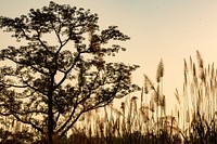 Aesthetic nature background, wheat field during sunset photo. Free public domain CC0 image.