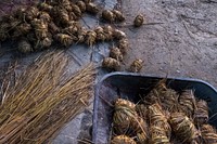 Elephant feed preparation in Nepal. Free public domain CC0 image.