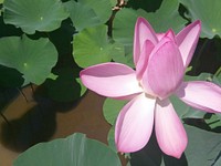 Kenilworth Park and Aquatic Gardens. Lotus flower in bloom during annual festival.