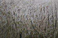 Sheep fur texture. Free public domain CC0 photo.
