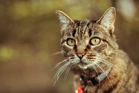 Outdoor tabby cat, animal image, free public domain CC0 photo.