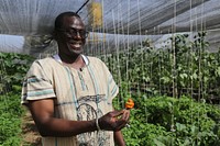 Growing food for Mali in Mali. Sidibé Agro-techniques is a Malian business paving the way for local greenhouse production of food crops, including tomatoes, cucumbers, papayas, melons, and peppers. Photo: Anastasia Sogodogo/USAID. Original public domain image from Flickr 