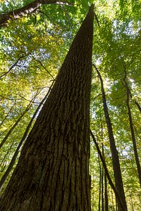 Tall trees, low angle view. Free public domain CC0 photo.