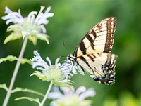 Eastern Tiger Swallowtail Butterfly. Free public domain CC0 photo.