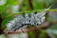 Hickory Tussocks Moth Caterpillar. Free public domain CC0 photo.