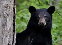 American Black Bear. Free public domain CC0 image.