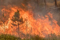 Cougar Creek Fire, Okanogan-Wenatchee NF, WA, 2018 (Photo by Kari Greer). Original public domain image from Flickr