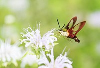 Clearwing Hummingbird Moth. Free public domain CC0 photo.