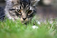 Cat chasing bugs/flies/bees/wasps/insects on the grass. Original public domain image from Flickr