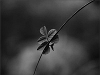Leaves in black and white. Free public domain CC0 image.