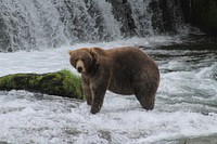 A big brown bear is standing in the middle of waterfall at Katmai National Park and Preserve. Original public domain image from Flickr