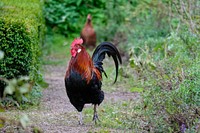 Rooster, poutry industry. Free public domain CC0 photo.