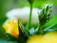 Yellow rose. Free public domain CC0 image.