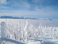 Frozen tree on mountain in winter season. Original public domain image from Flickr
