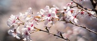 White cherry blossom. Free public domain CC0 photo.