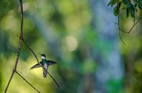 Bee hummingbird animal image. Free public domain CC0 photo.