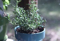 Plant in a pot. Free public domain CC0 photo