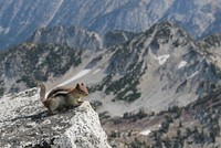 Chipmunk at the summit of Eagle Cap, Eagle Cap Wilderness on the Wallowa-Whitman National Forest. Photo by Matthew Tharp. Original public domain image from Flickr
