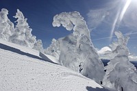 Frozen trees at the summit of Maiden Peak on the Willamette National Forest on the Willamette National Forest. Photo by Matthew Tharp. Original public domain image from Flickr